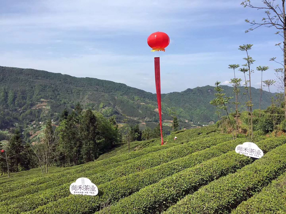 茶叶包装设计，来自西北深山的玉叶-厚启设计
