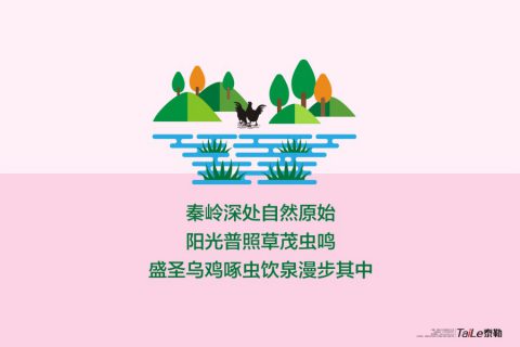 盛圣乌鸡包装