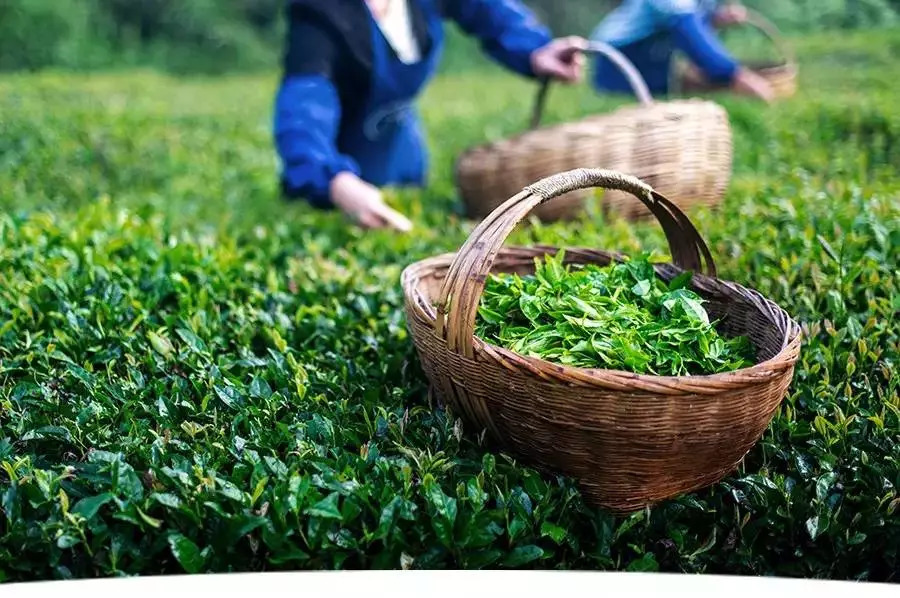 茶叶包装设计，来自西北深山的玉叶-厚启设计
