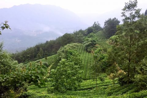 茶叶包装设计，来自西北深山的玉叶-厚启设计