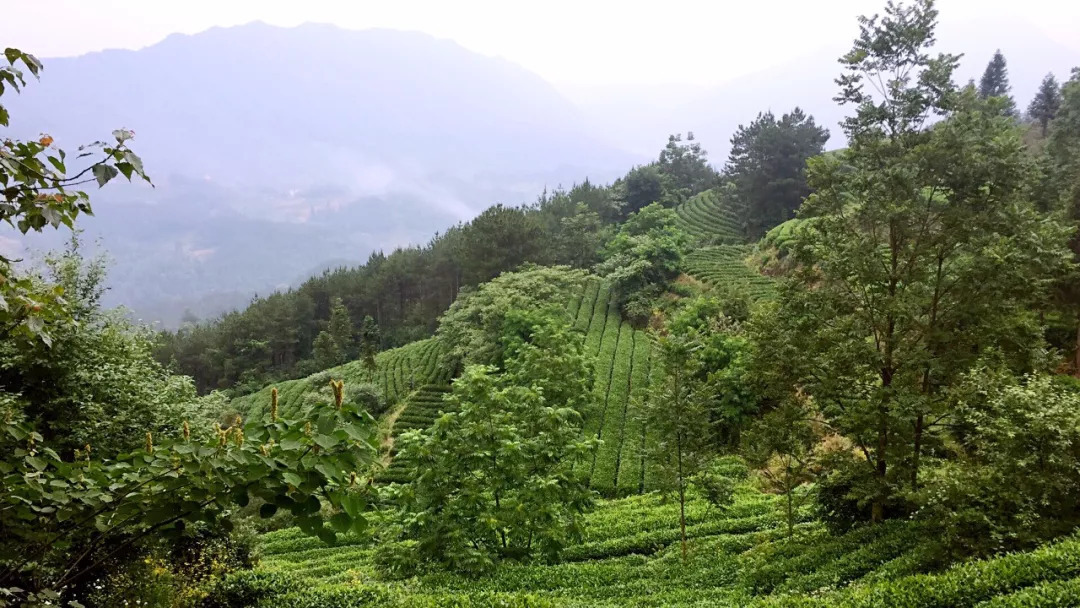 茶叶包装设计，来自西北深山的玉叶-厚启设计